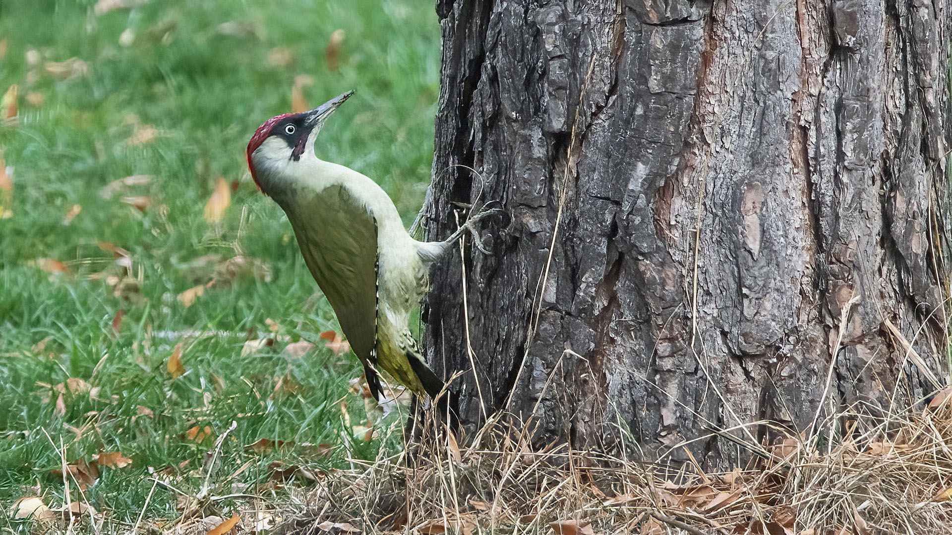 Eurasian Green Woodpecker